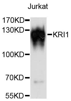 KRI1 Antibody