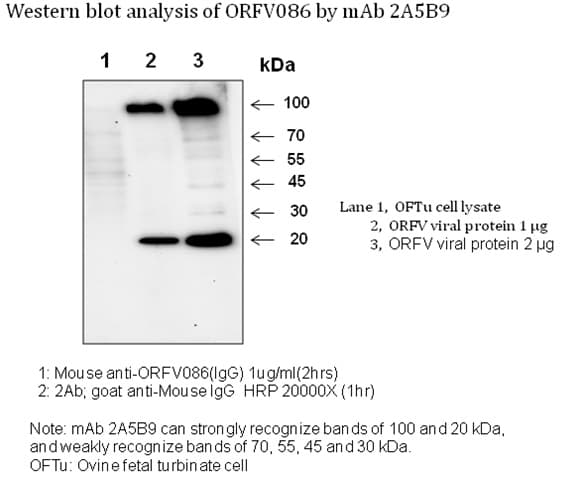 ORFV086 Antibody (Preservative Free)