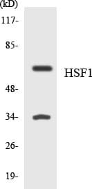 Polyclonal Rabbit anti-Human HSF1 Antibody (aa86-135, WB)