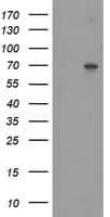 SENP2 Antibody (aa139-523, clone OTI2D8)