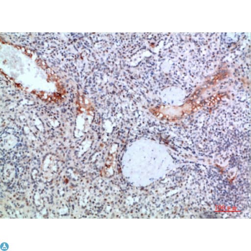 Polyclonal Rabbit anti-Human TRIM69 / Trif Antibody (WB)