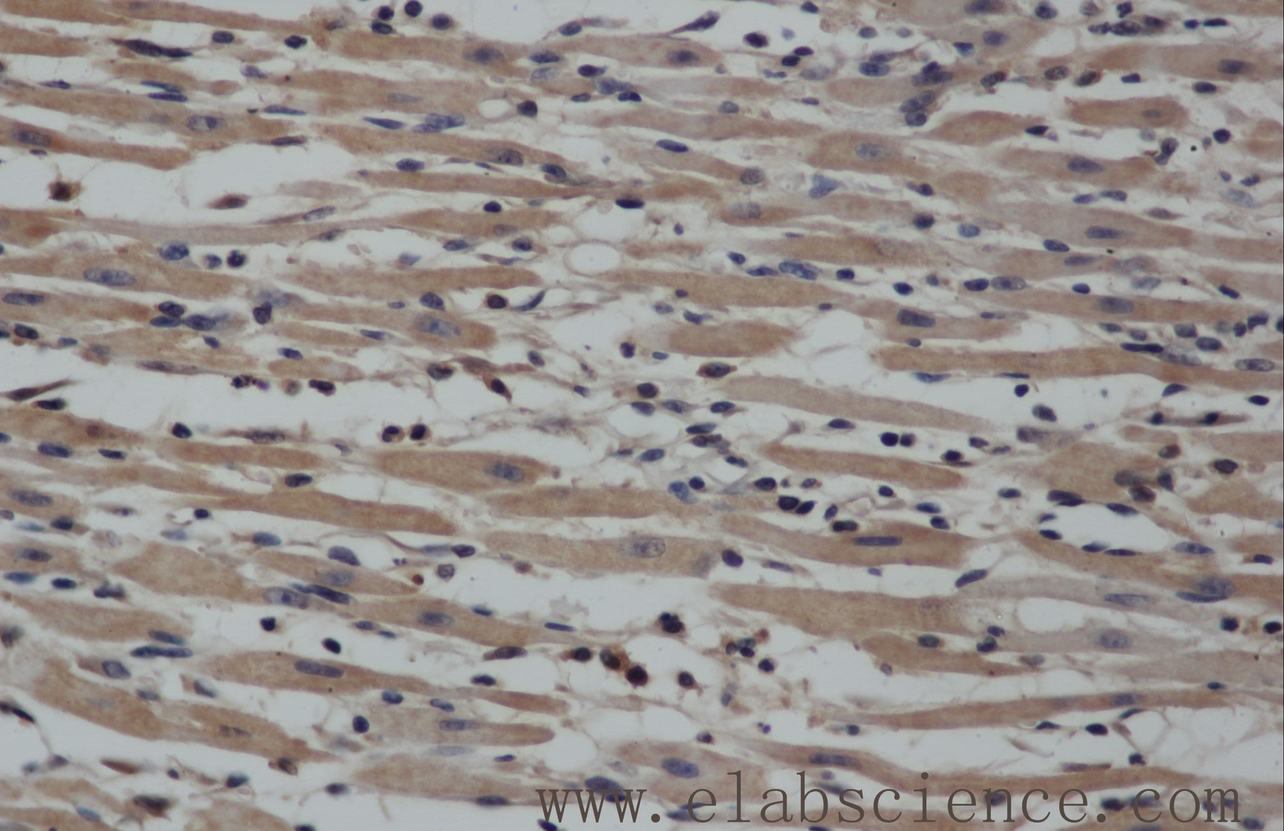 NOS2 / iNOS Antibody