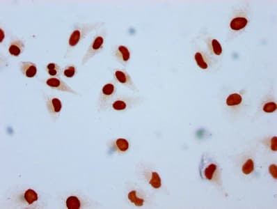 HIST1H2AI Antibody
