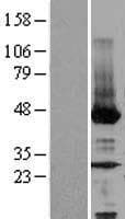 Human NEU2 / Sialidase 2 Protein (Over-Expression Lysate Myc-DDK (Flag))