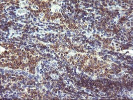 CD19 Antibody (clone OTI1F2)