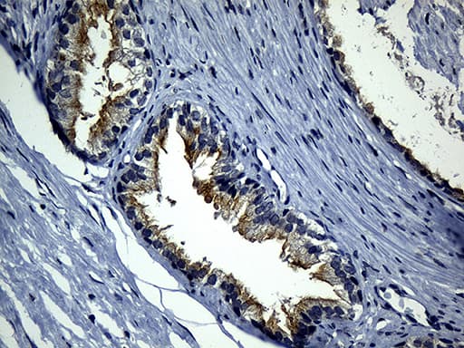 SYTL4 / Granuphilin Antibody (clone OTI3C8)