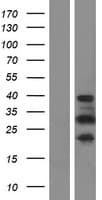 PRR16 Protein (Over-Expression Lysate Myc-DDK (Flag))