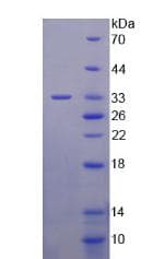Human PIK3C3 / VPS34 Protein (Recombinant His, N-Terminal)