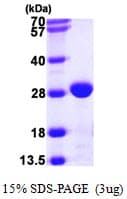 E. coli fimC Protein (Recombinant His)