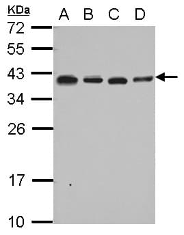 Polyclonal Rabbit anti-Human RPL6 / Ribosomal Protein L6 Antibody (IHC, IF, WB)