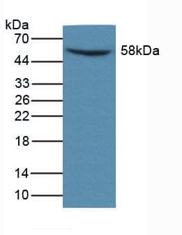 MMP14 Antibody (aa121-487)