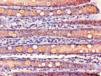 KCNE1 / MinK Antibody