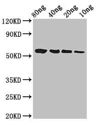 btfP Antibody