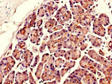 Polyclonal Rabbit anti-Human SLCO3A1 Antibody (IHC, IF)