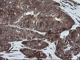 FTCD / 58K Golgi Protein Antibody (clone OTI4A7, Carrier-free)