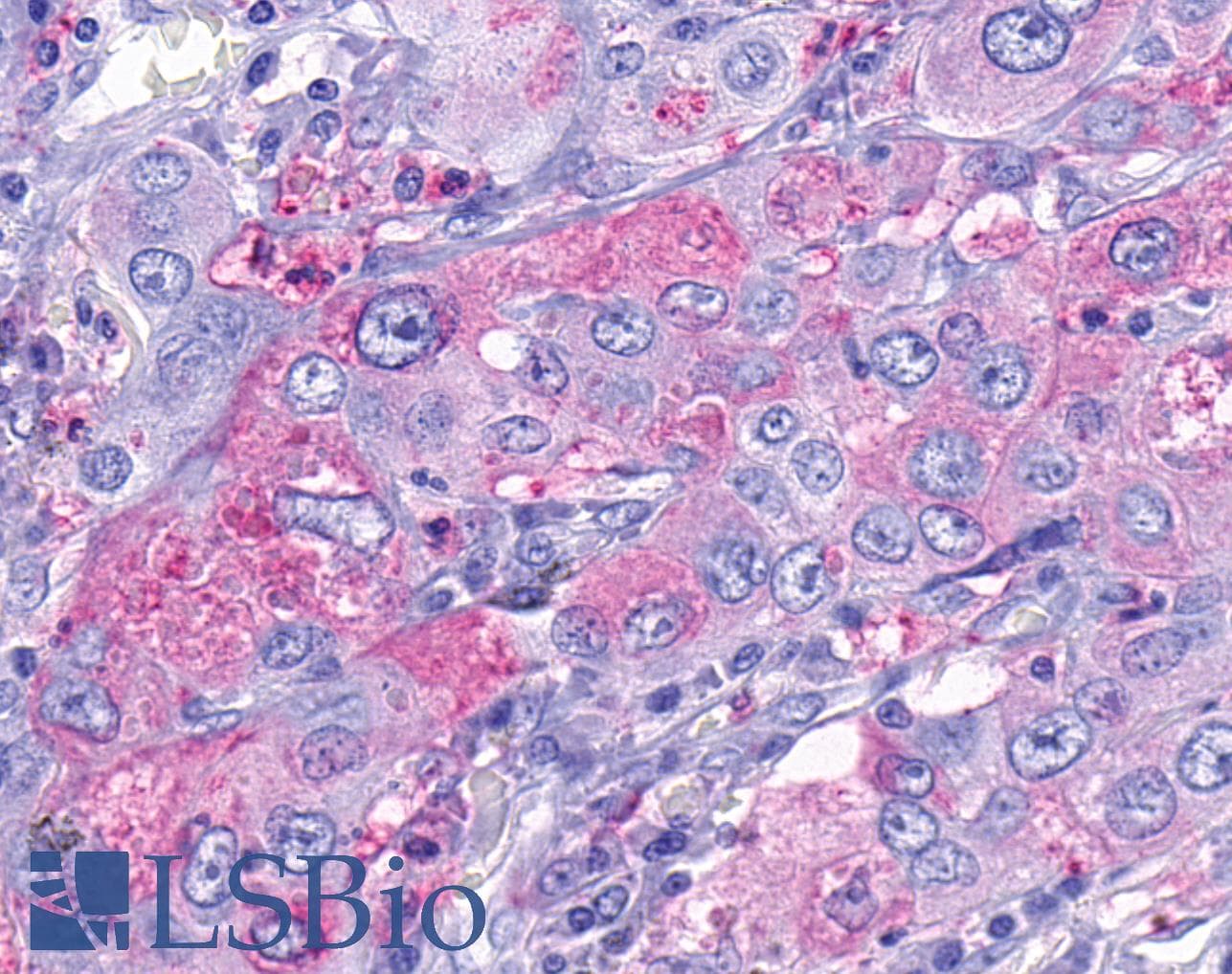 PathPlus™ TAAR9 Antibody (C-Terminus)