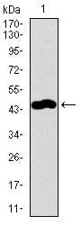 Monoclonal Mouse anti-Human TRAFD1 / FLN29 Antibody (clone 8E6E7, Amino Acid: 401-582, IF, WB)