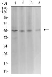 ASF1B Antibody (clone 6G7G4)