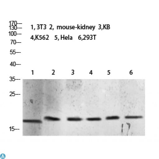 Polyclonal Rabbit anti-Human Histone H3.1 Antibody (WB)