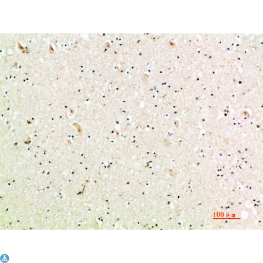 CXCL9 / MIG Antibody