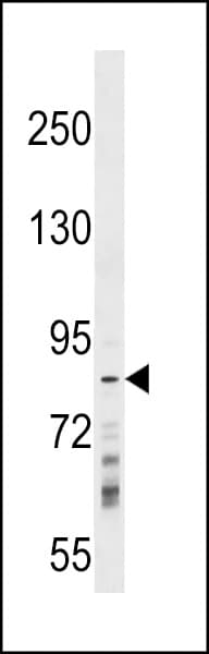 Polyclonal Rabbit anti-Human RNF219 Antibody (aa275-302, WB)
