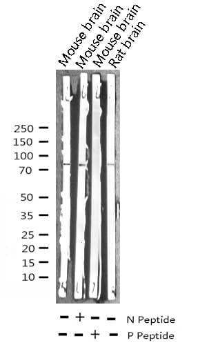 Polyclonal Rabbit anti-Human MAPT / Tau Antibody (phospho-Thr205, IHC, WB)