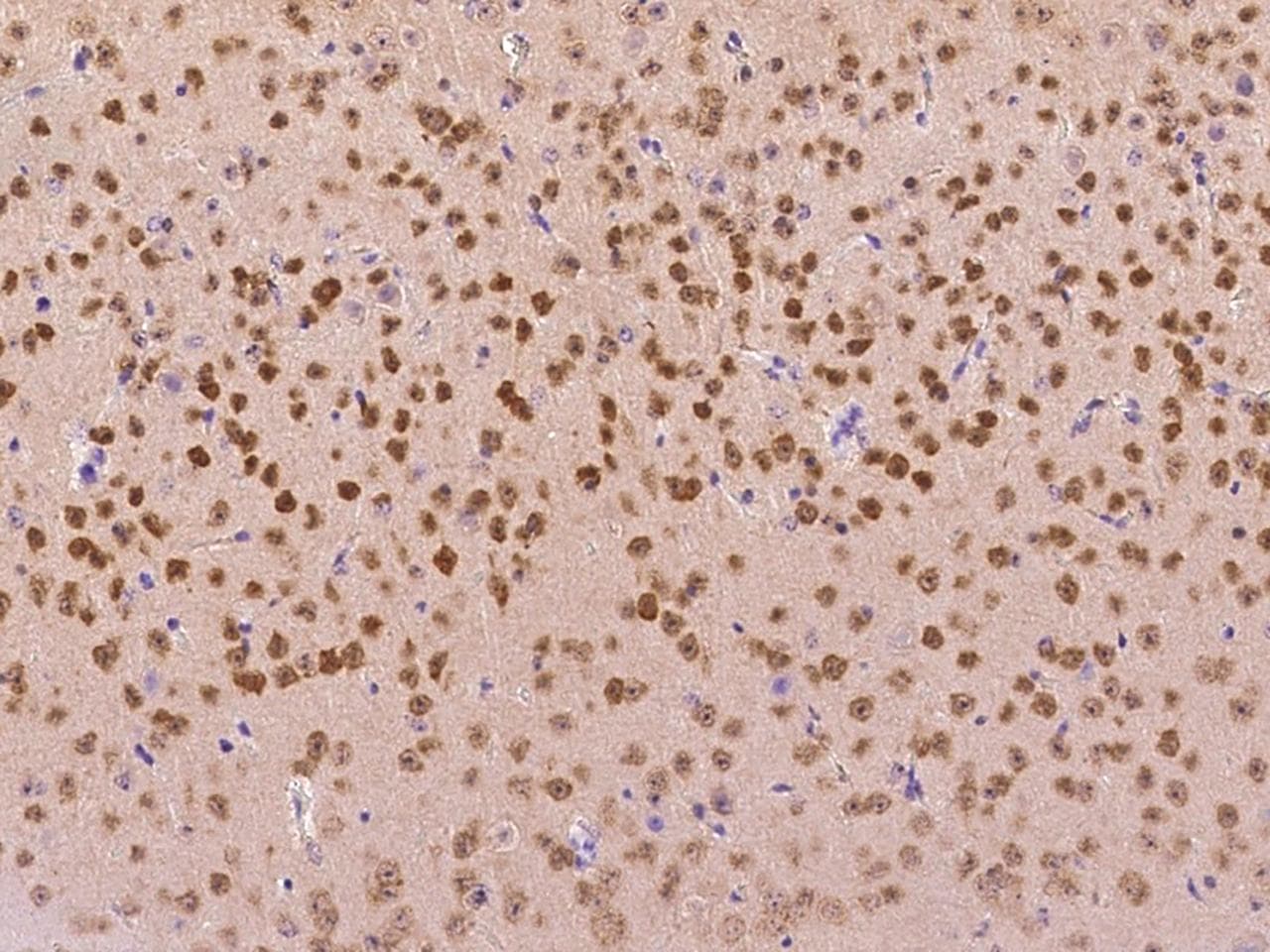 Polyclonal Rabbit anti-Mouse RBFOX3 / NEUN Antibody (Preservative Free, IHC)