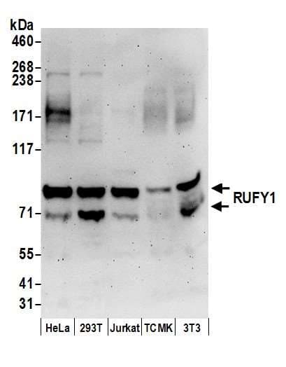 Polyclonal Rabbit anti-Human RUFY1 Antibody (aa658-708, WB)