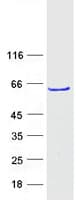 Human ZNF213 Protein (Recombinant Myc-DDK (Flag))