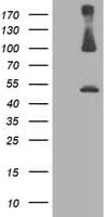 PSMD2 Antibody (clone OTI1G8)