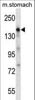 Polyclonal Rabbit anti-Human EGF Antibody (aa690-720, IHC, WB)
