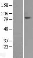 C-TAK1 / MARK3 Protein (Over-Expression Lysate Myc-DDK (Flag))