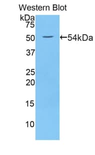 WNT10A Antibody (aa108-343)
