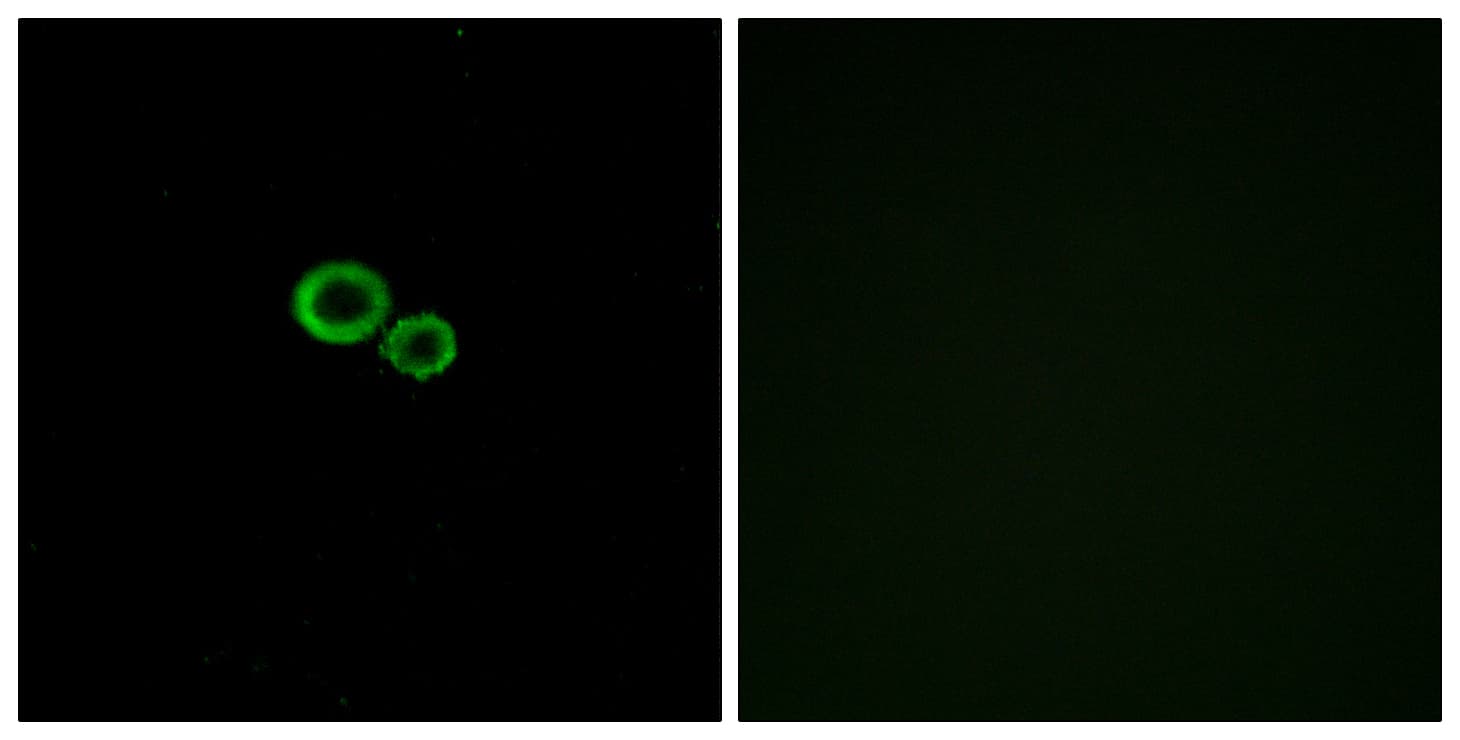 OR11G2 Antibody (aa241-290)