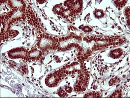 RAPGEF1 Antibody (clone OTI2C3, Carrier-free)