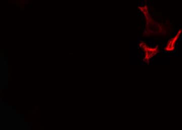 IK3-1 / CABLES1 Antibody