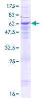 Human SAMD8 Protein (Recombinant GST)