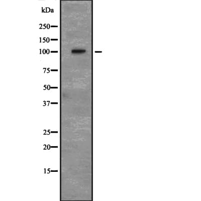 ALCAM / CD166 Antibody