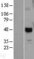 UTF1 Protein (Over-Expression Lysate Myc-DDK (Flag))