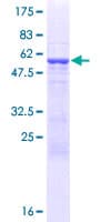 Human RFPL3 Protein (Recombinant GST)