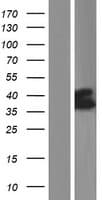 SLC37A4 / G6PT Protein (Over-Expression Lysate Myc-DDK (Flag))