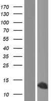 HMGIY / HMGA1 Protein (Over-Expression Lysate Myc-DDK (Flag))