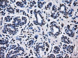 RPA2 / RFA2 / RPA34 Antibody (clone OTI1H10)