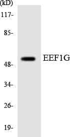 EF1G / EEF1G Antibody (aa90-139)