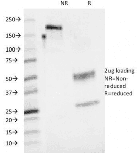 CD48 Antibody (clone 5-4.8, Azide-free, BSA-free)