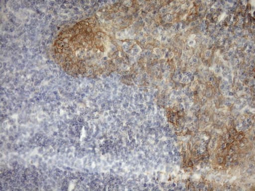 MST1 Antibody (aa194-462, clone OTI1A10)