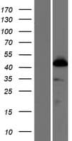 RAMA1 / SKA3 Protein (Over-Expression Lysate Myc-DDK (Flag))
