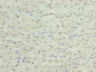 TSPAN33 / PEN Antibody