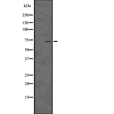 HEC1 / NDC80 Antibody