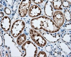 BAP / SIL1 Antibody (clone OTI3E3)